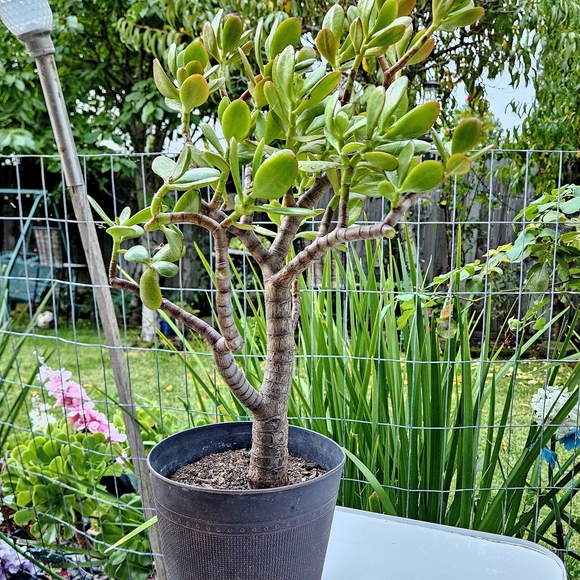 Large Ruby Jade Tree - Picture 2 of 6